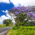 Beautiful purple jacaranda trees flowering along the roads of Maui