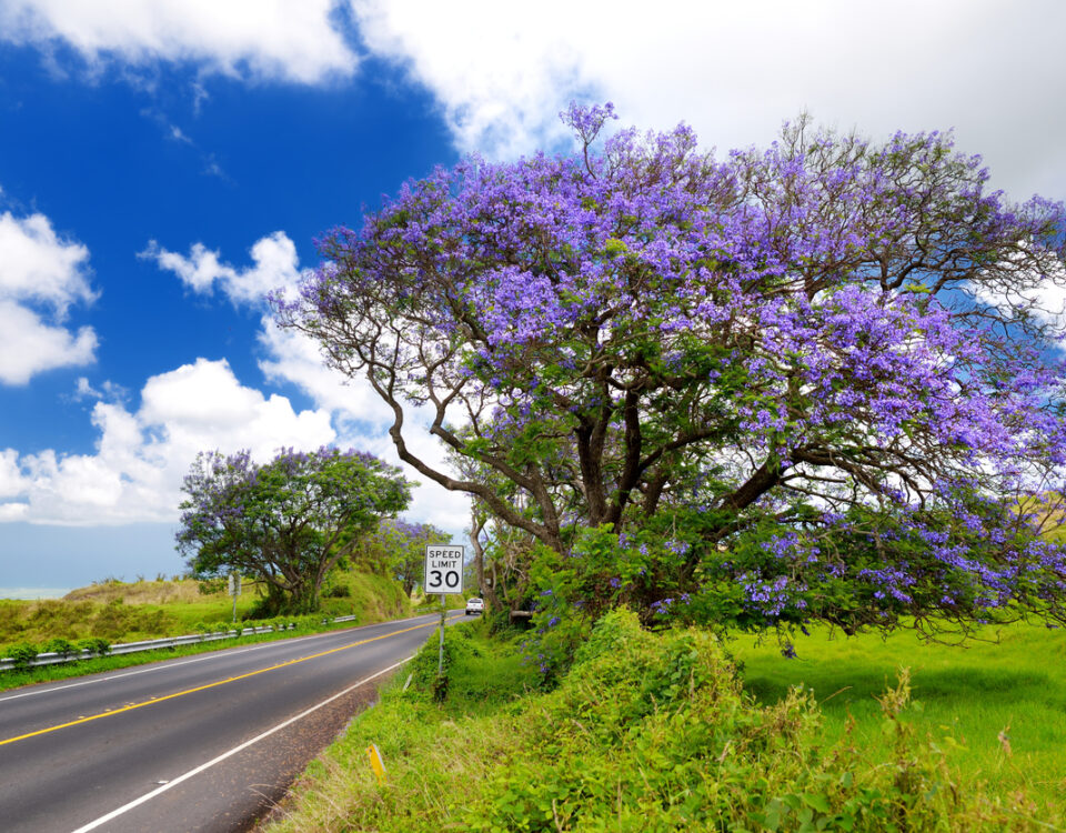 Beautiful purple jacaranda trees flowering along the roads of Maui